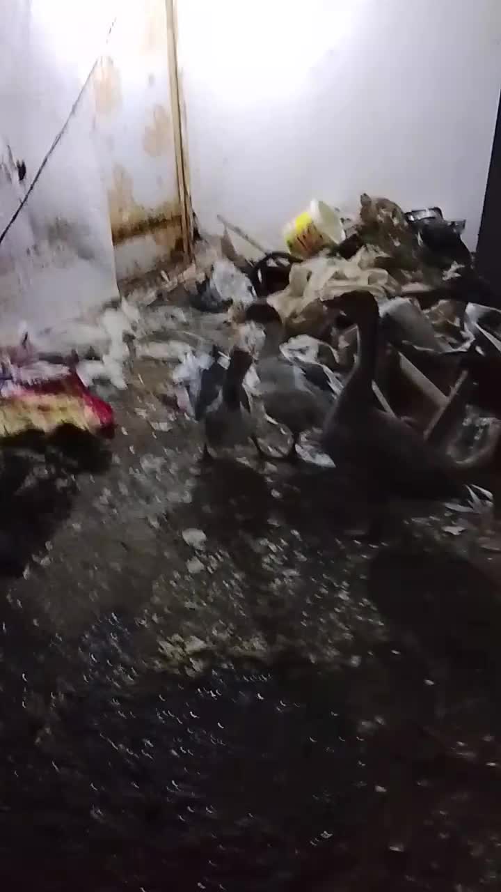 سه عدد غاز|حیوانات مزرعه|آبادان, |دیوار