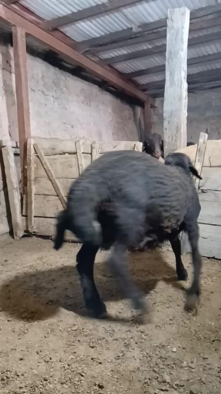 بره قوچ هموزایگوت|حیوانات مزرعه|کالپوش, |دیوار