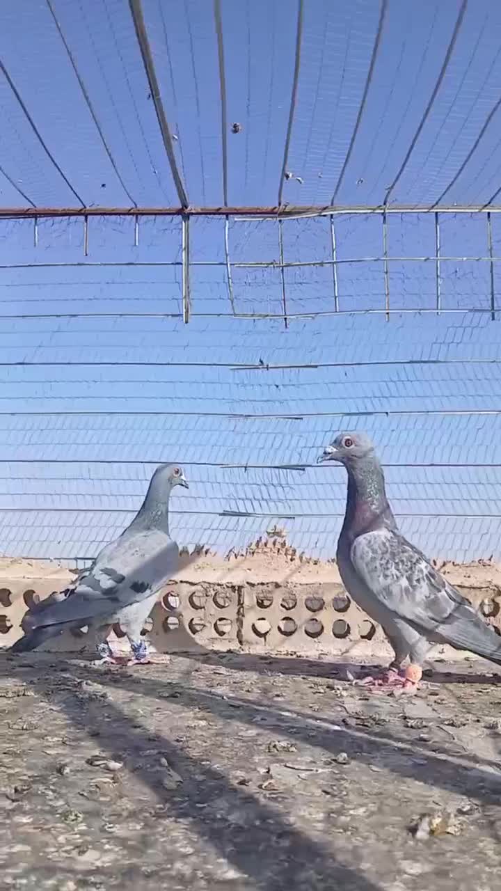 سه عدد کبوتر پرشی به ضمانت|پرنده|تربت جام, رضاآباد|دیوار