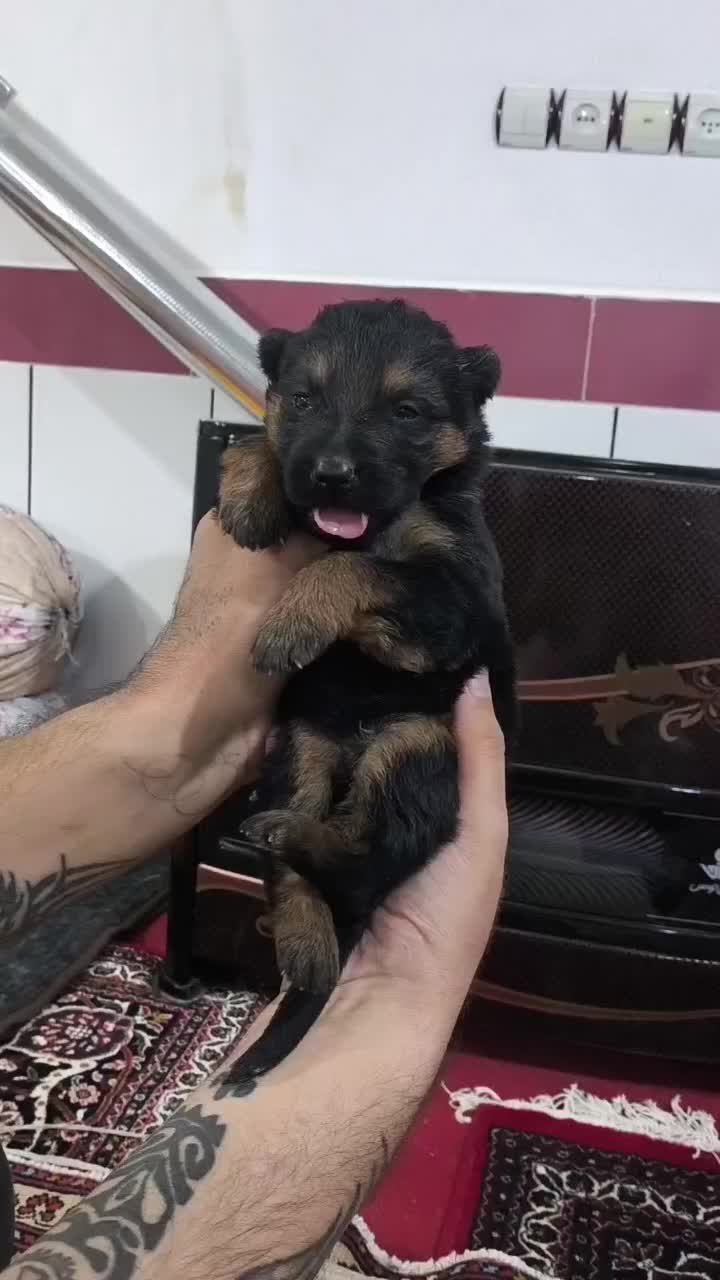 سگ ژرمن|سگ|میاندوآب, |دیوار