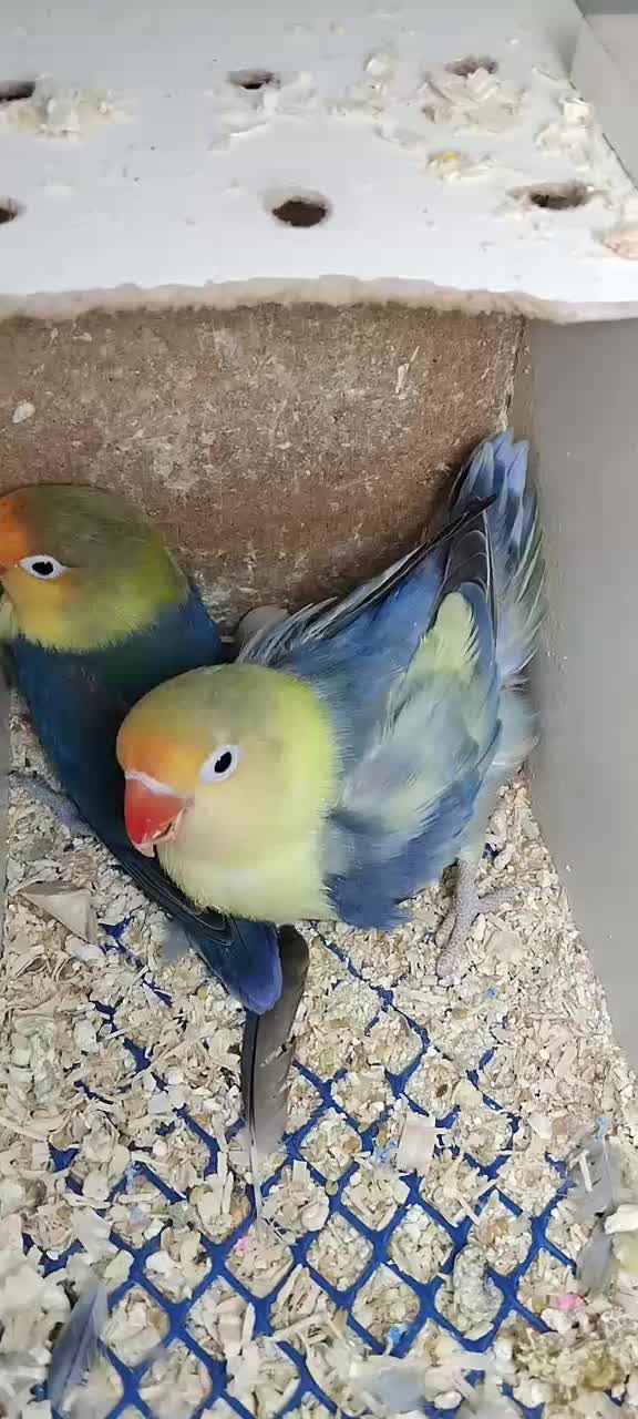 طوطی برزیلی رنگ خاص|پرنده|محمدیه-قزوین, |دیوار