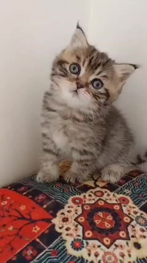 بریتیش|گربه|مشهد, عبادی|دیوار