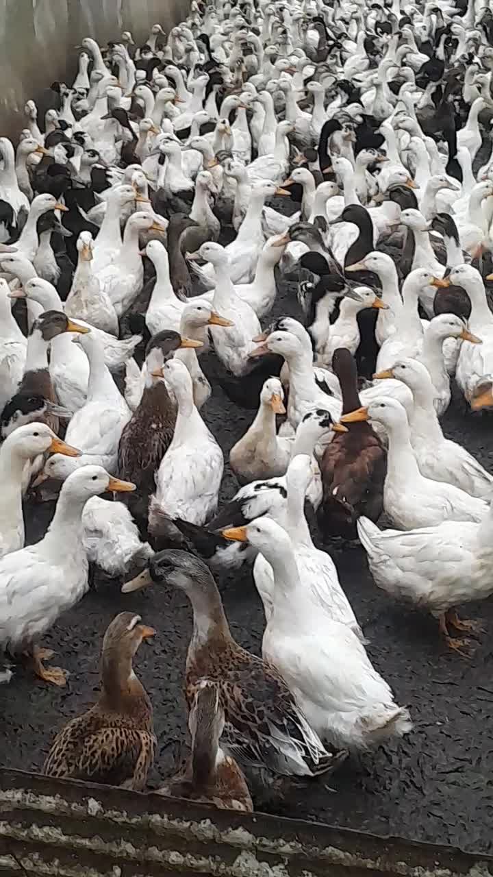 اووردک|حیوانات مزرعه|لاهیجان, انقلاب|دیوار