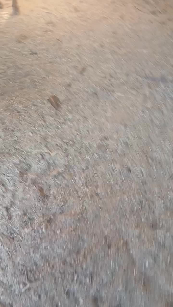 فروش قوچ داشتی کهره چپش بز گلابی|حیوانات مزرعه|آبپخش, |دیوار