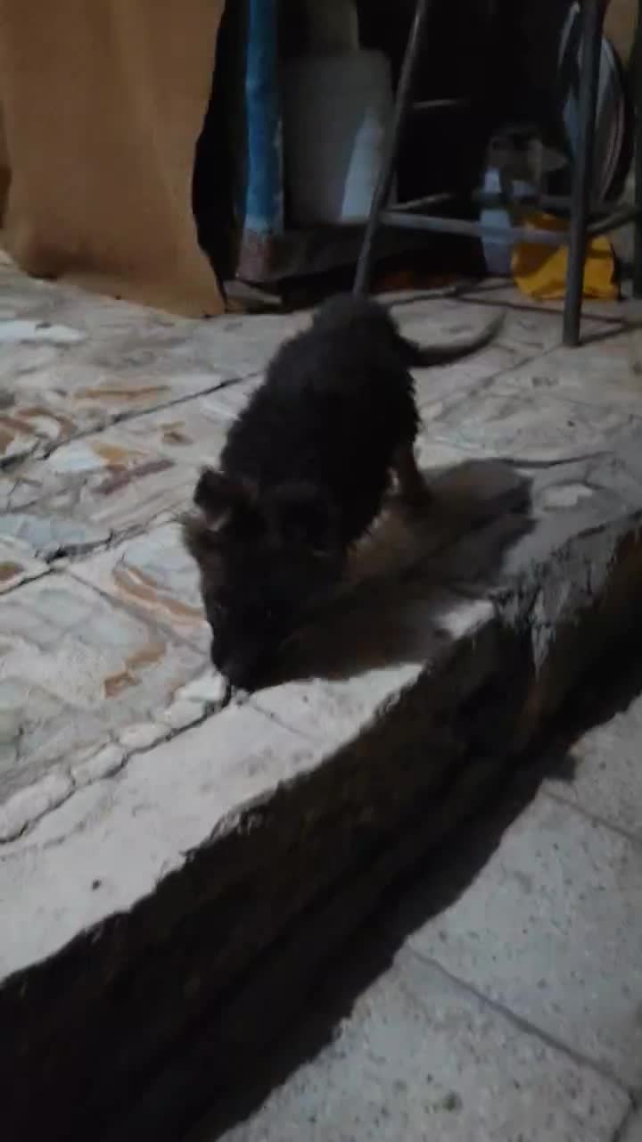 ژرمن شپرد شولاین|سگ|قزوین, |دیوار