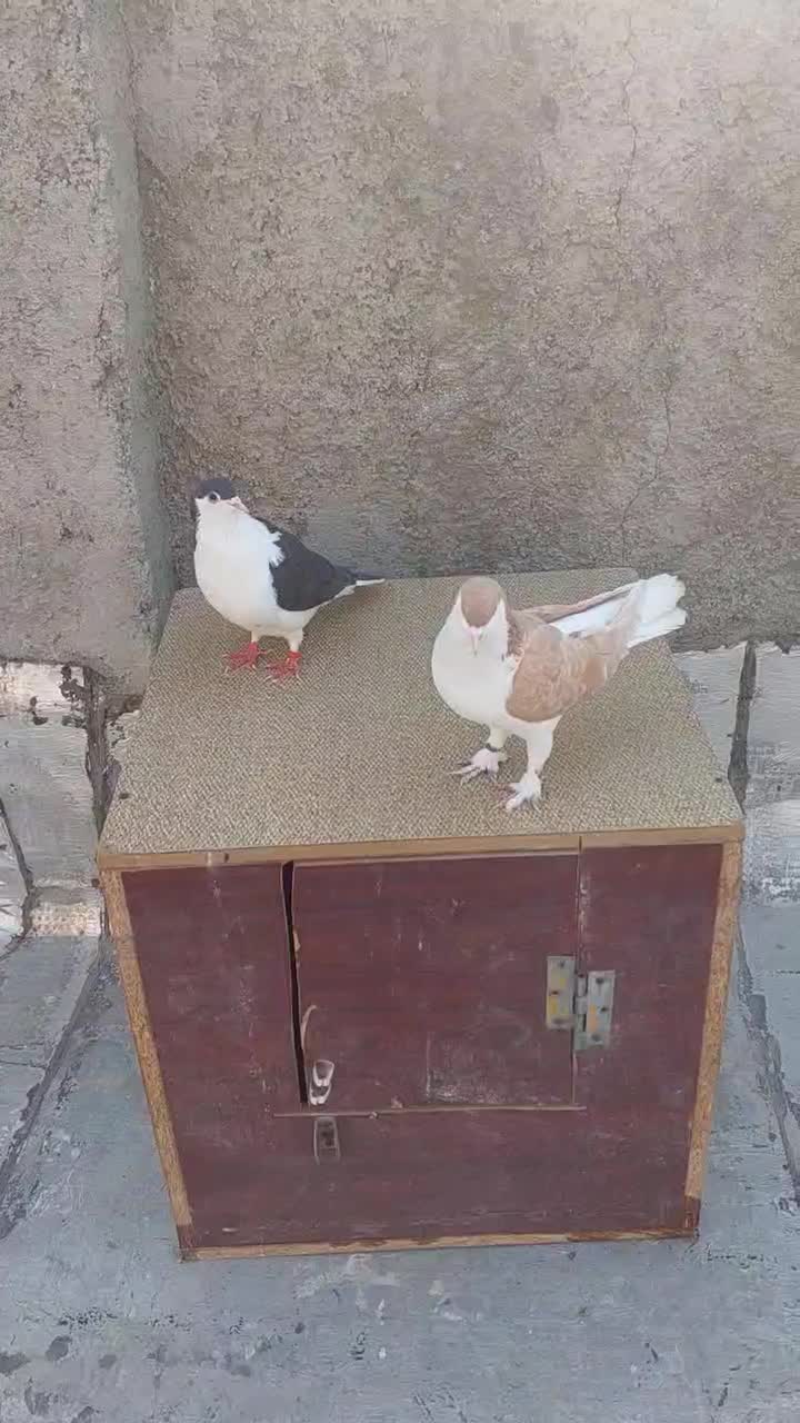 یکجفت کبوتر ساده|پرنده|پاکدشت, پاکدشت (مامازند)|دیوار