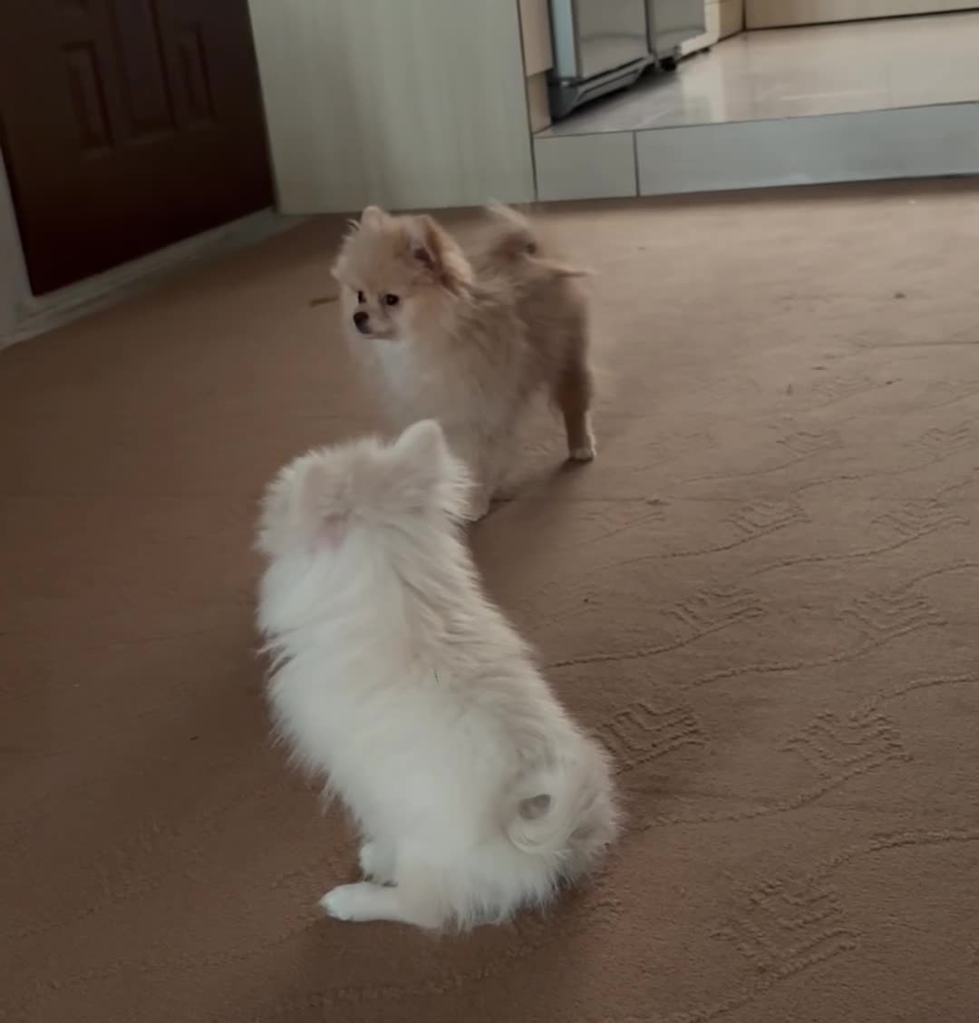 سگ پامرین|سگ|ری, اقدسیه|دیوار