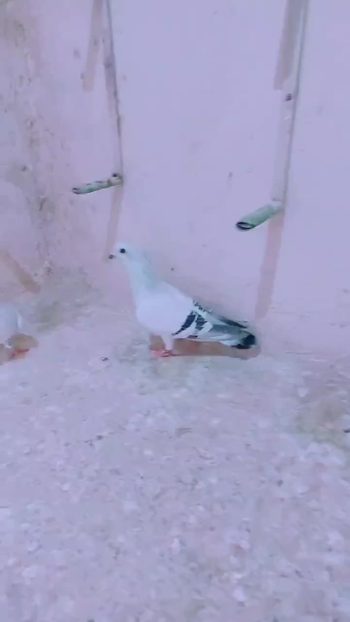 شامی کاکلی|پرنده|مرودشت, ابوذر شمالی‎|دیوار