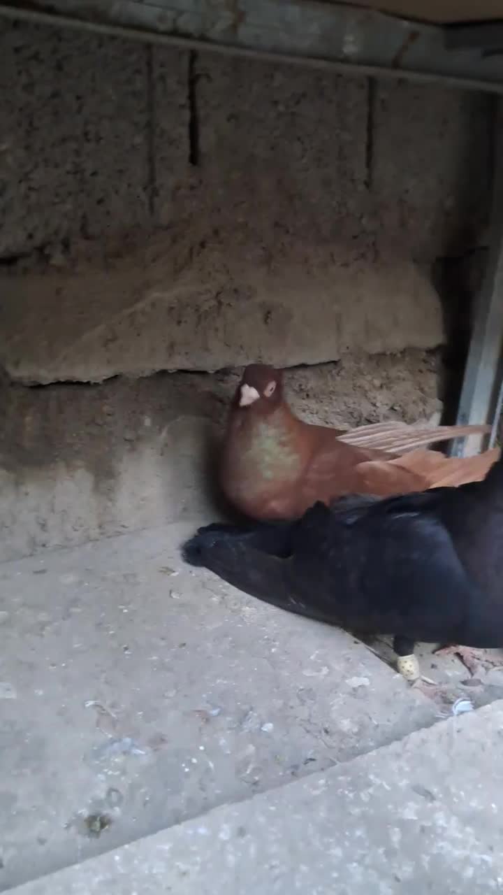 صرب|پرنده|مسجد سلیمان, |دیوار