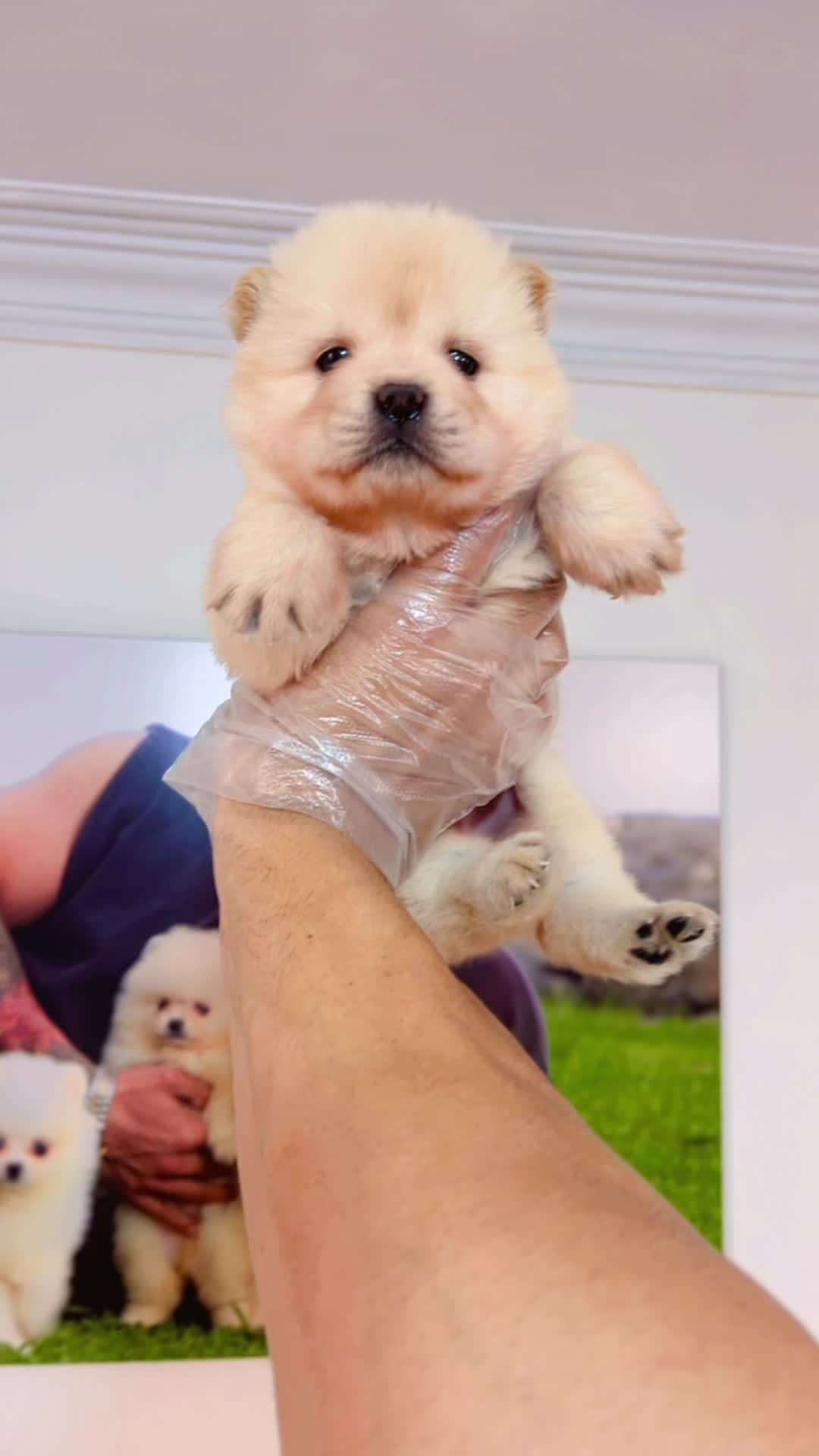 چاووچاوو اصیل دختر همراه با شماسنامه|سگ|تهران, تهرانپارس شرقی|دیوار