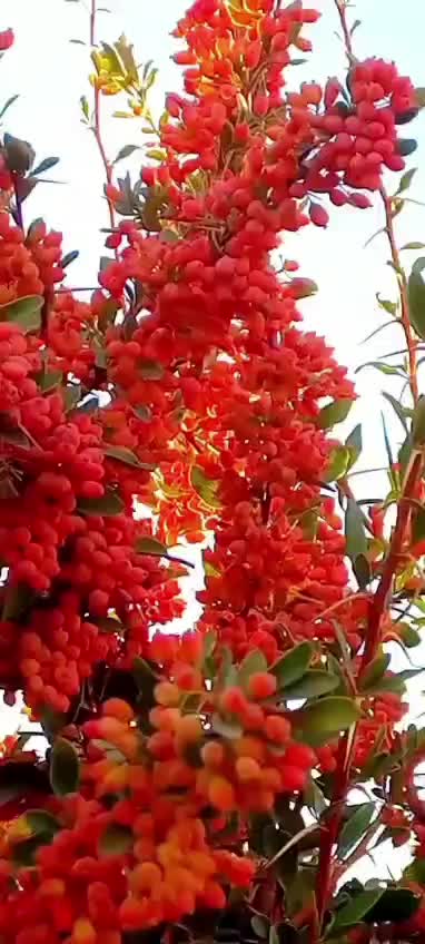 غنچه داراب و لاله زار 10تن موجود هستش امسالی|خوردنی و آشامیدنی|تهران, ابوذر|دیوار