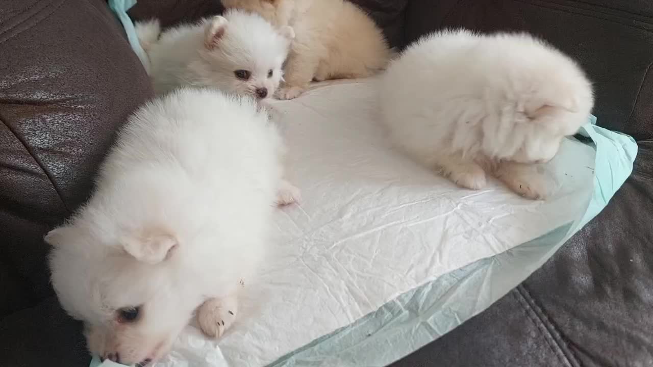 پامرانین پامر سایز جیبی رنگ روشن|سگ|اصفهان, وحید|دیوار