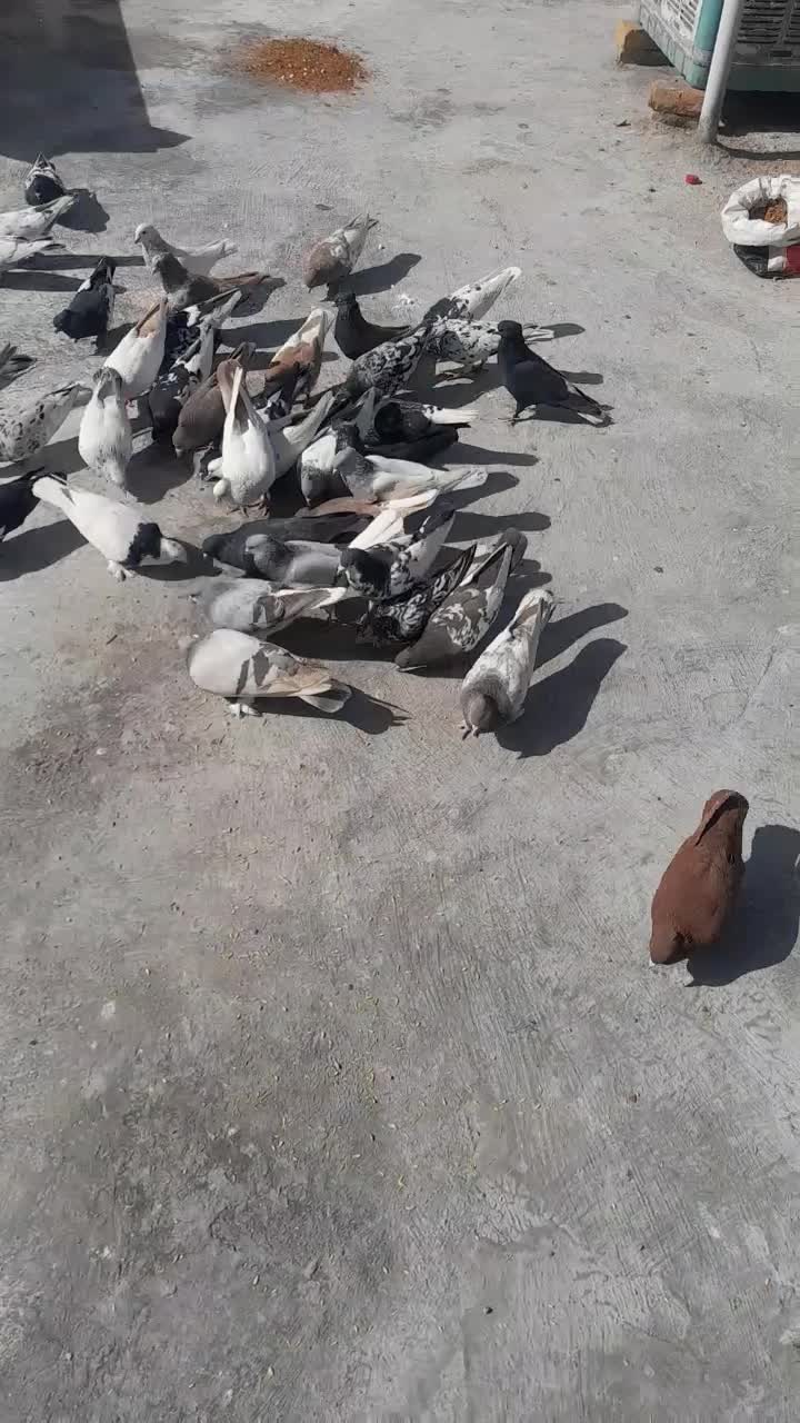 دس کفتری|پرنده|شیراز, جوادیه|دیوار