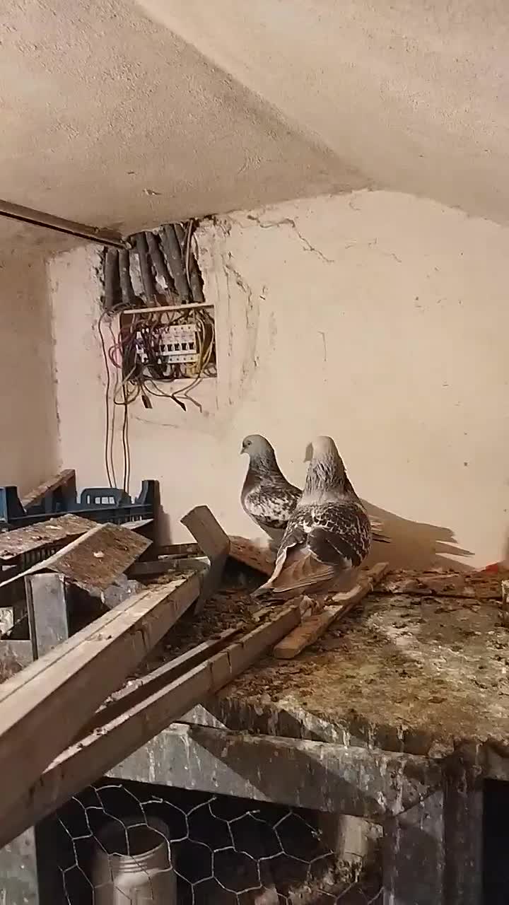 سوسنی ترک. نورآباد ممسنی|پرنده|نورآباد ممسنی, |دیوار