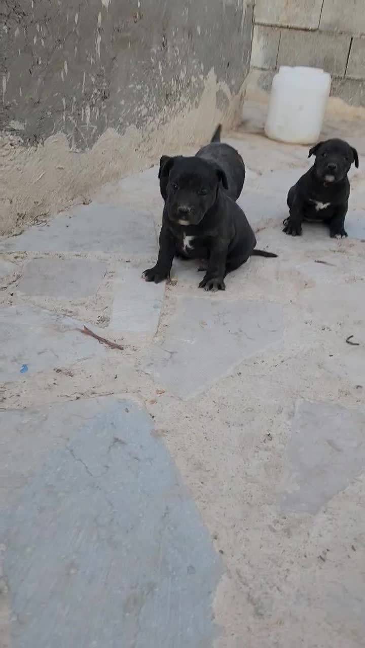 سگ پیت بول|سگ|شیراز, مجتمع شهید پرویزی|دیوار