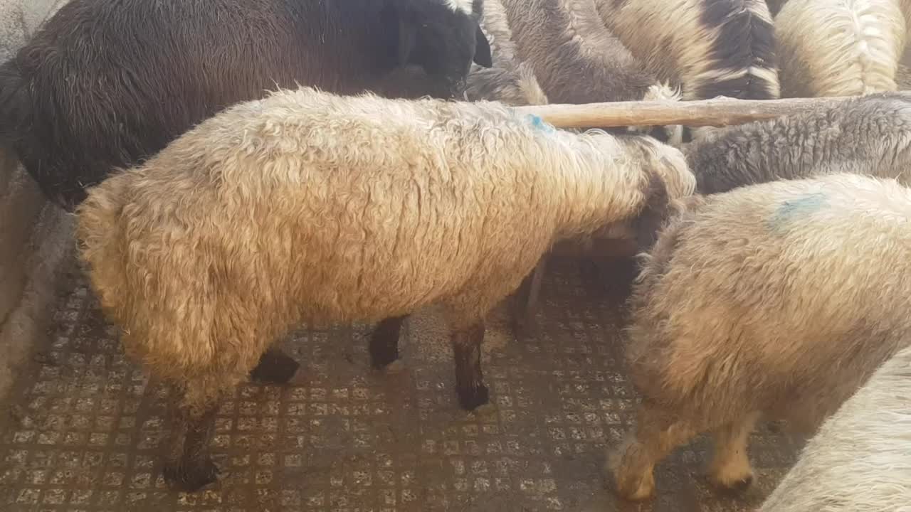 بره پرواری و بره شیری|حیوانات مزرعه|شهرکرد, |دیوار