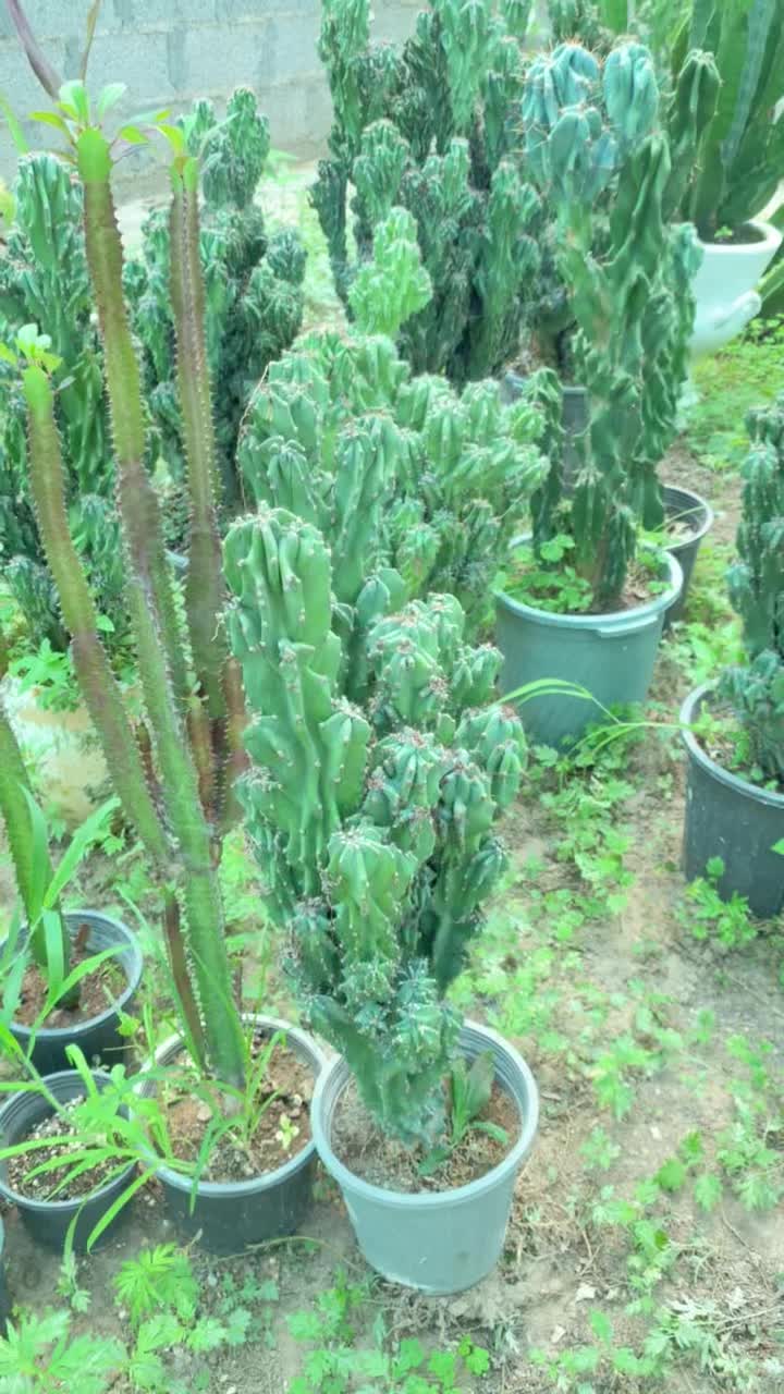 گل های بسیار جذاب صخره ای به طور کلی فروخته میشود|گل و گیاه طبیعی|خمام, |دیوار