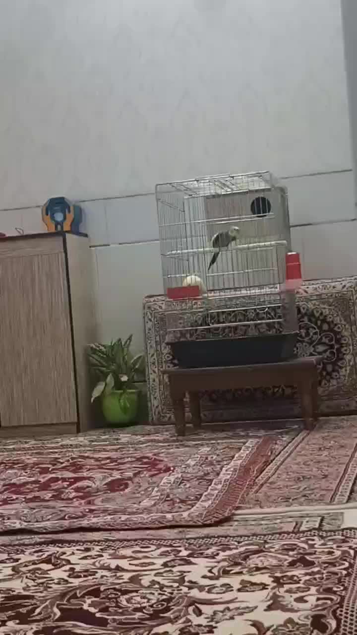 فروش فوری یک جفت عروس هلندی دستی نر سخنگو|پرنده|نائین, |دیوار