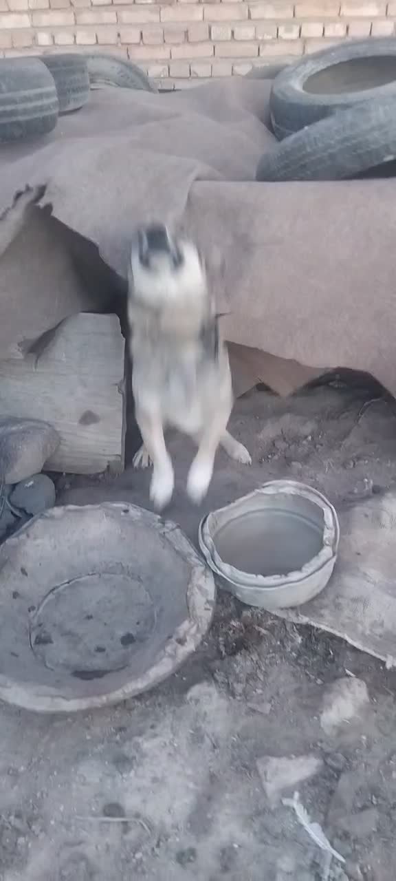 سگ نگهبان|سگ|سراجو, |دیوار