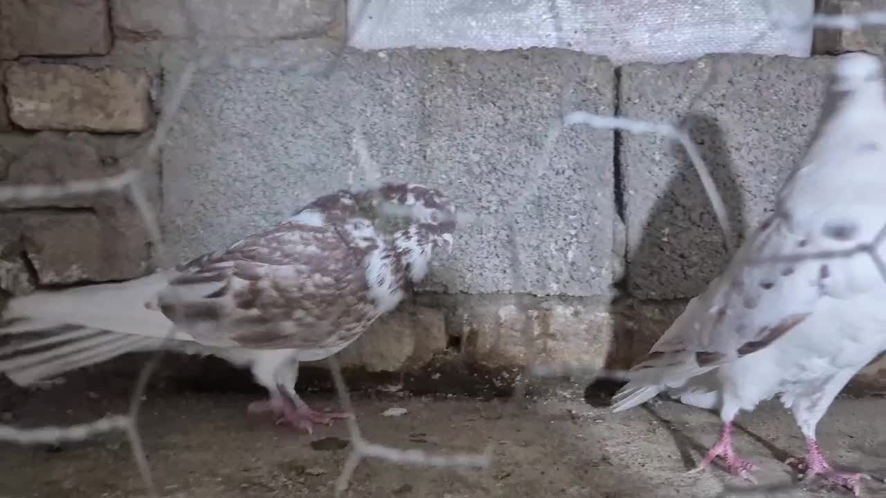 کبوتر گرگی|پرنده|تبریز, |دیوار