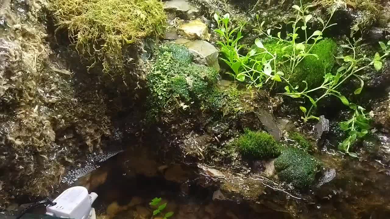 اکواریوم خشکی و آب پالوداریوم با گیاهان زنده|گل و گیاه طبیعی|یاسوج, |دیوار