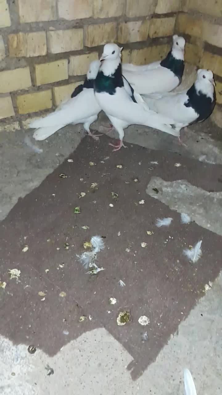 پنج تا طوق سیاه|پرنده|شوشتر, |دیوار