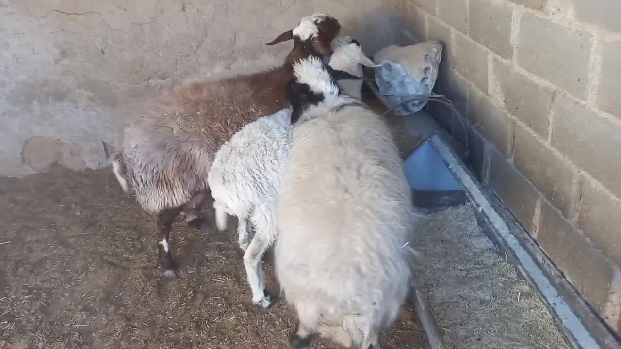 میش چاق|حیوانات مزرعه|یزد, |دیوار