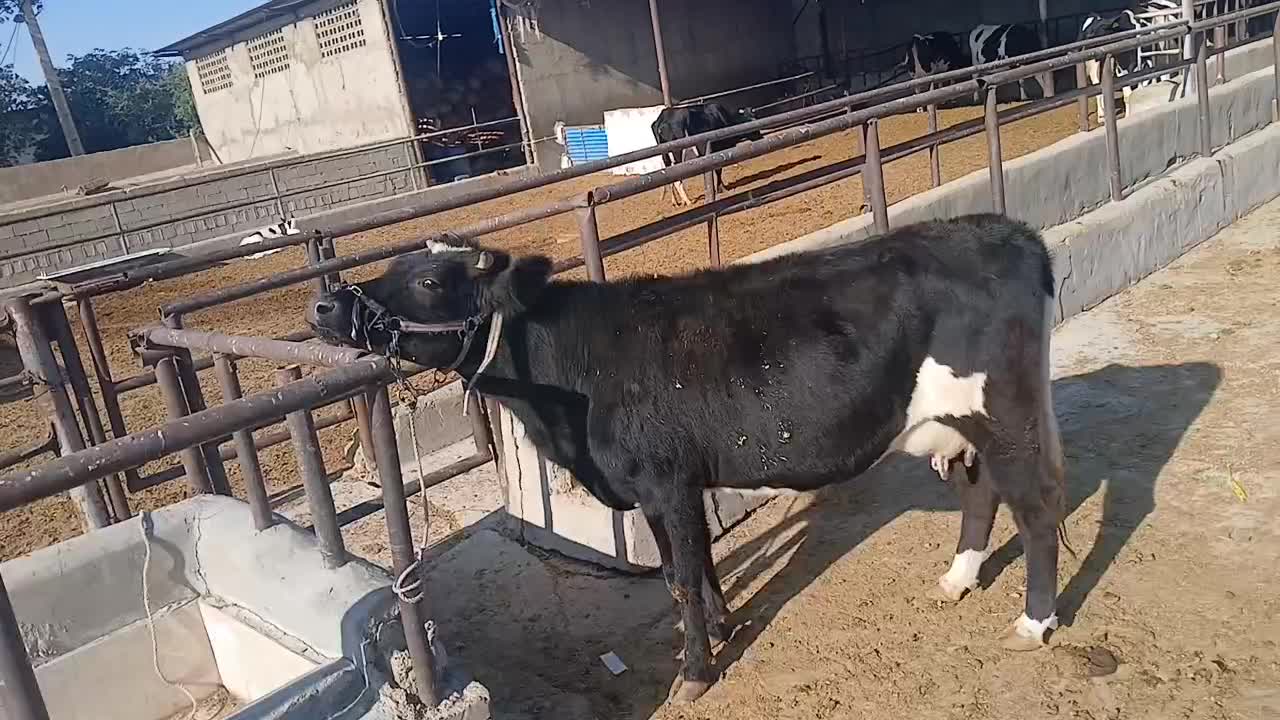 شنگول شکم اول|حیوانات مزرعه|مسجد سلیمان, |دیوار