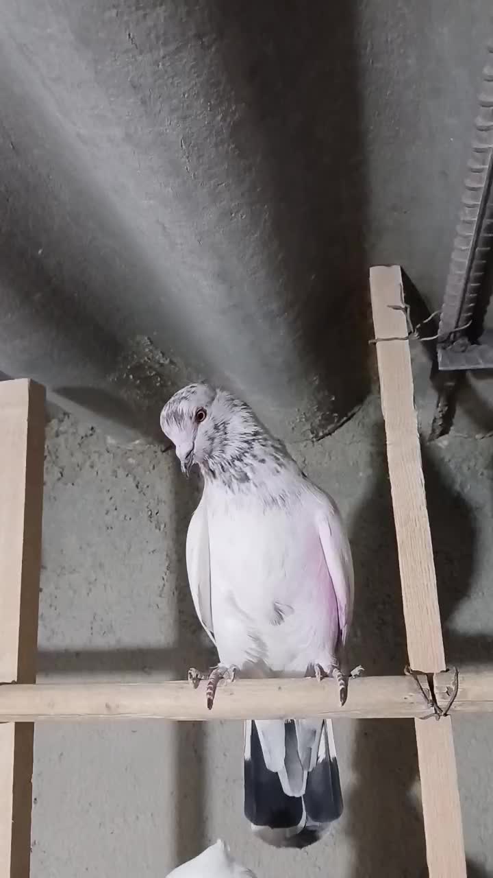 کبوتر پرشی|پرنده|محمدشهر, کوی بهار|دیوار