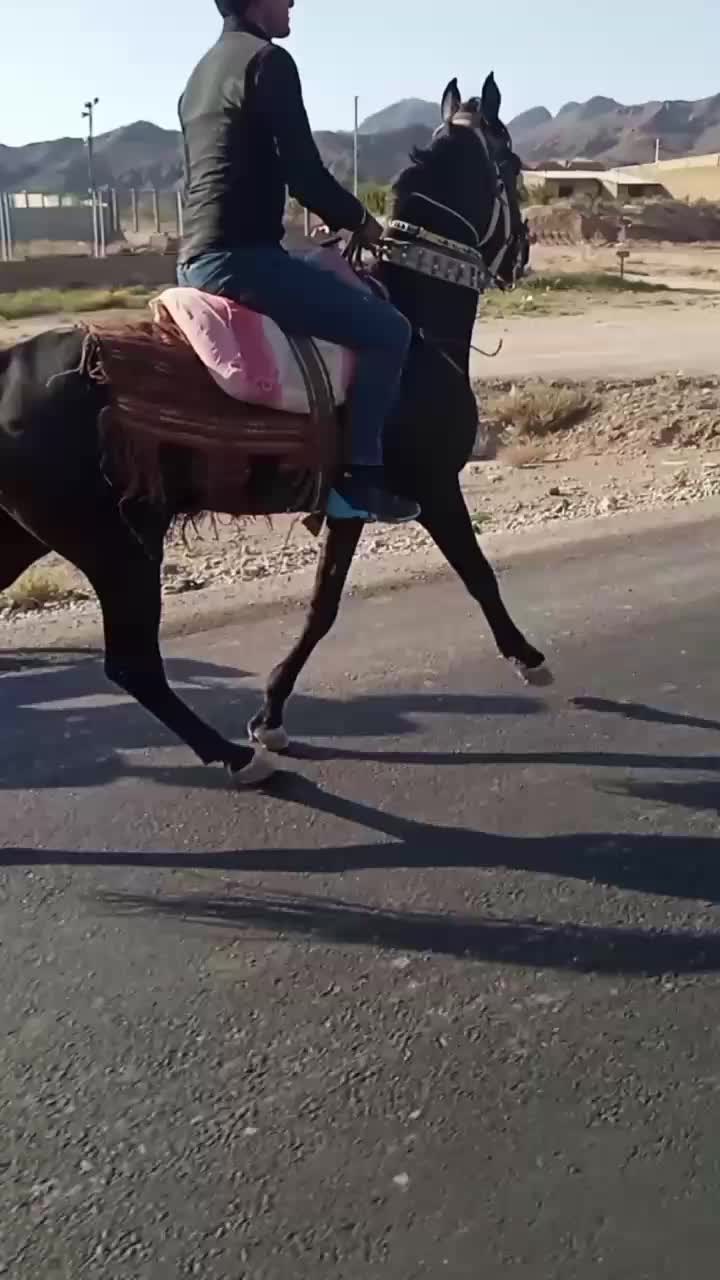 اسب یرقه|اسب و تجهیزات اسبسواری|تربتحیدریه, رجایی|دیوار