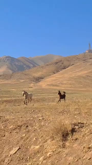 دو راس کره نریان ترکمن و عرب|اسب و تجهیزات اسب‌سواری|کرج, فاز ۳ مهرشهر|دیوار