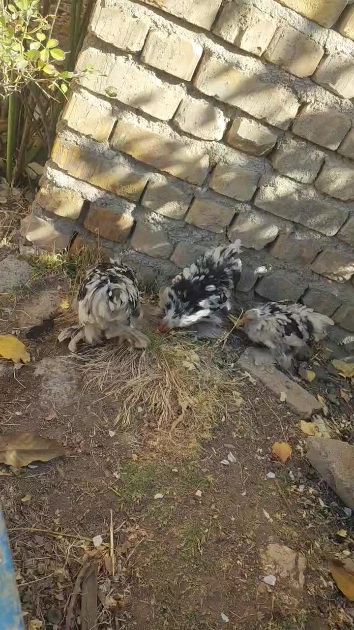 جوجه مرغ و خروس|حیوانات مزرعه|زنده رود, |دیوار