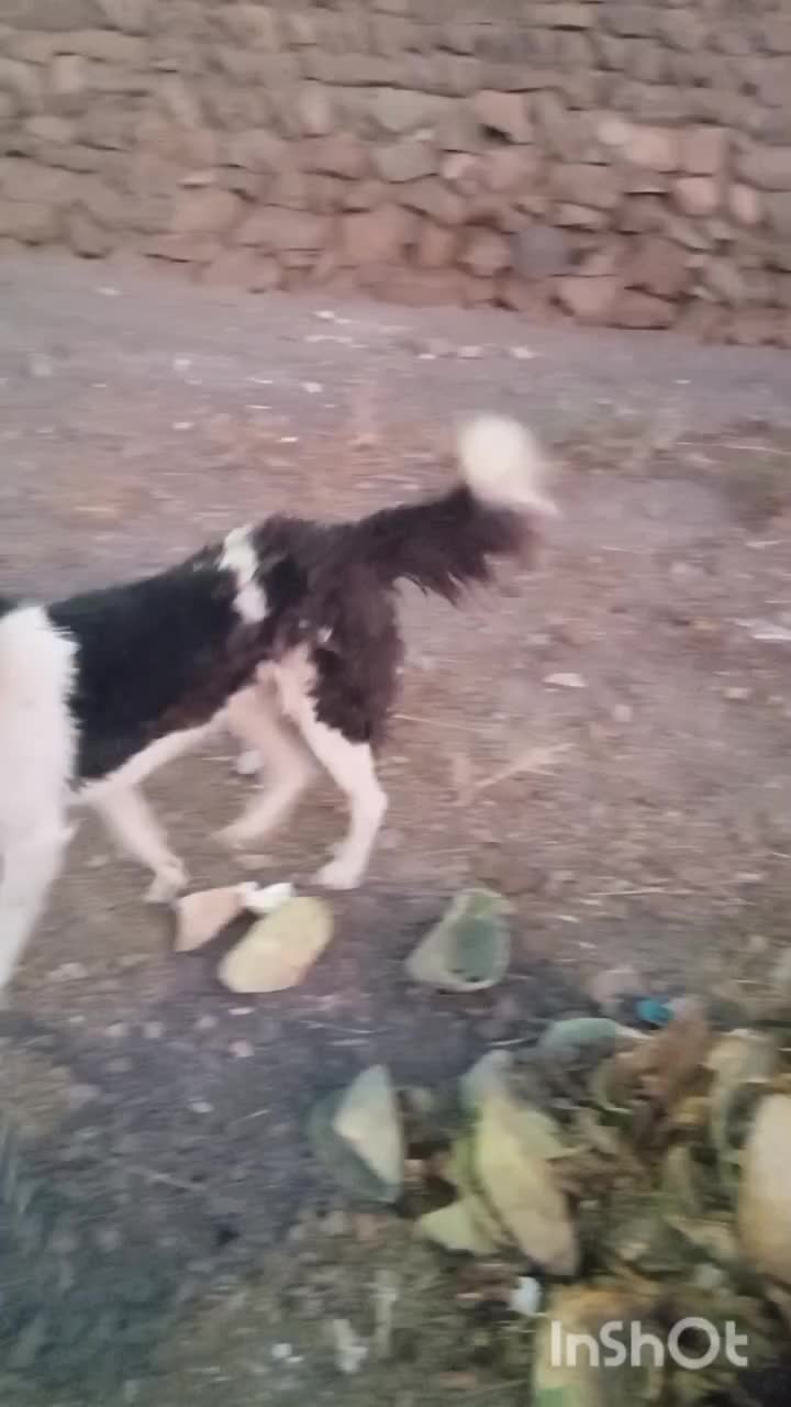 واگذاری سگ نر|سگ|لنجان, |دیوار