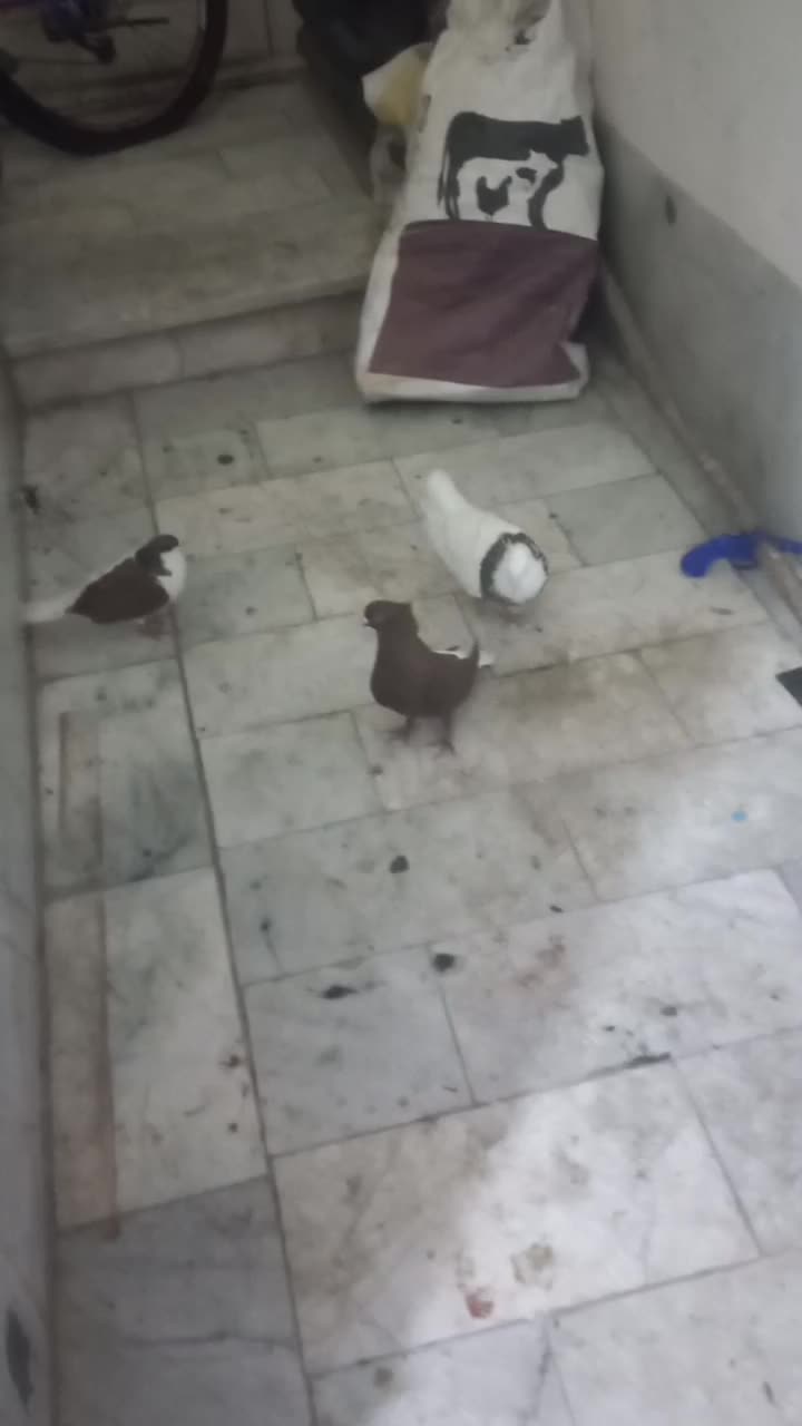 کبوتر|پرنده|سبزوار, اسلام آباد|دیوار