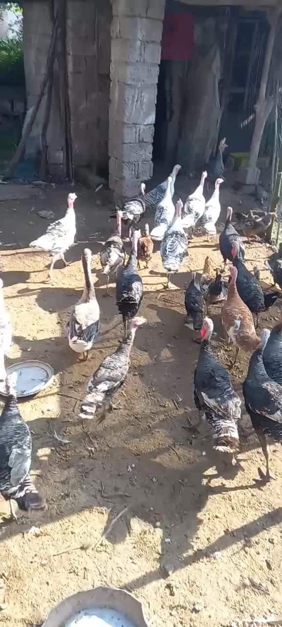 بوقلمون های نر و ماده|حیوانات مزرعه|سنگر, |دیوار