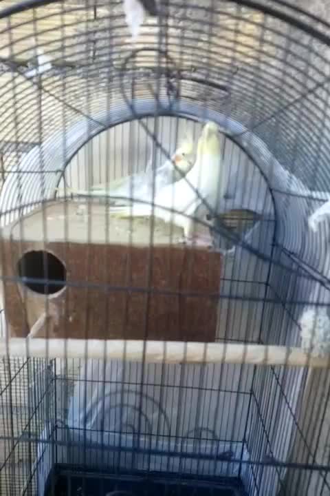 یک جفت عروس هلندی|پرنده|یاسوج, |دیوار