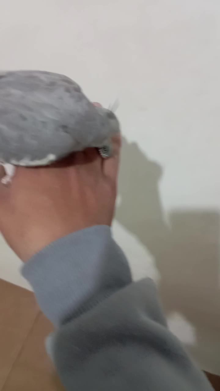 جوجه عروس هلندی|پرنده|تربت‌حیدریه, شهید قرنی|دیوار