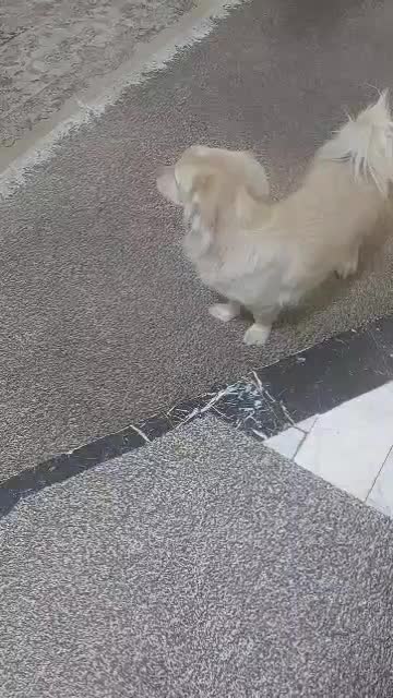 این بچه رو ازدست یه دزد گرفتم پت شمانیست|حیوانات|پردیس, فاز ۹|دیوار