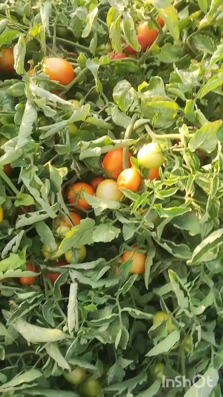 گوجه|عمده‌فروشی|طسوج, |دیوار