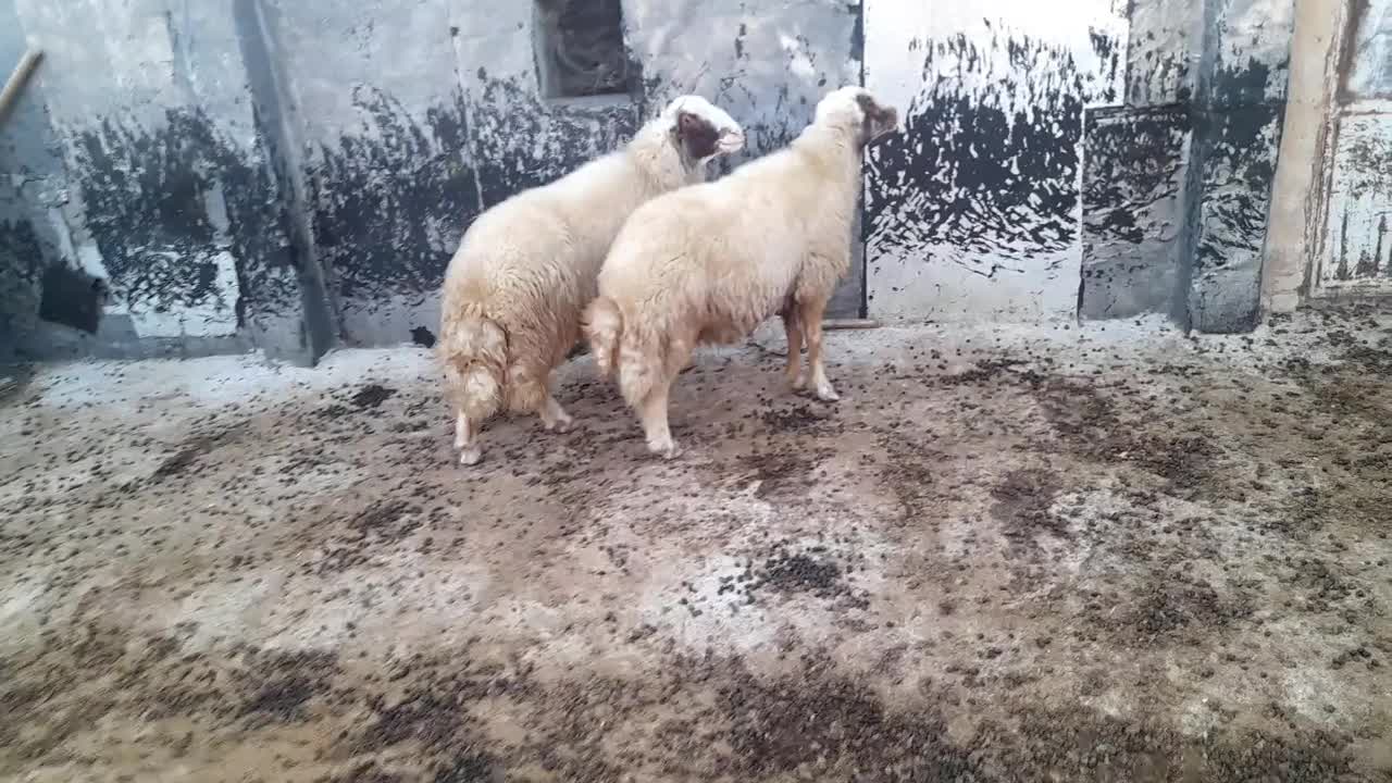 ورن کری سنجابی ب شرط|حیوانات مزرعه|گهواره, |دیوار