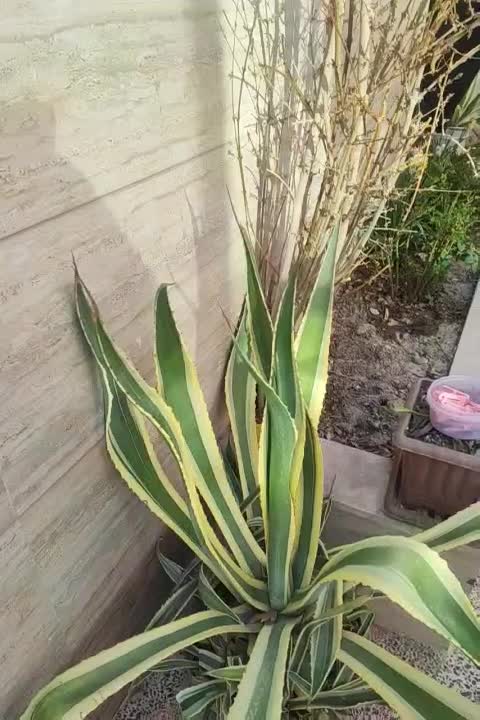 آگاو زیبا|گل و گیاه طبیعی|پیر بکران, |دیوار