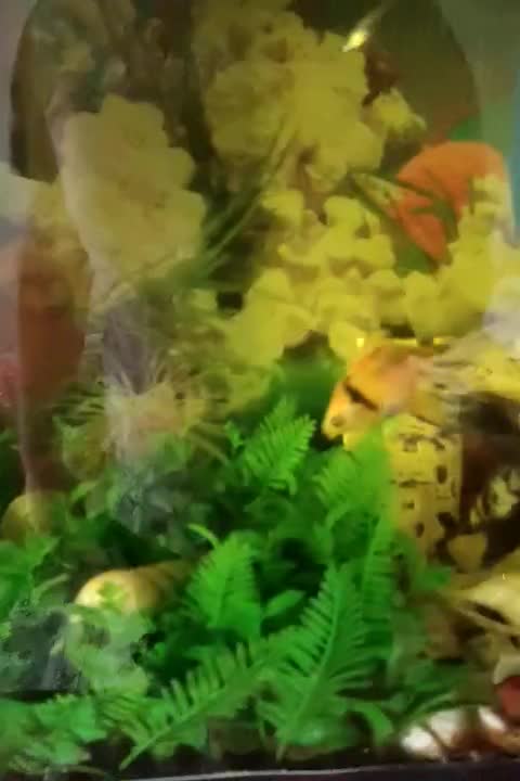 آکواریوم سایز بزرگ|ماهی|ماکو, |دیوار