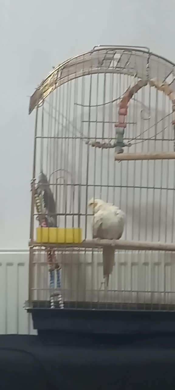 عروس هلندی|پرنده|ملایر, |دیوار