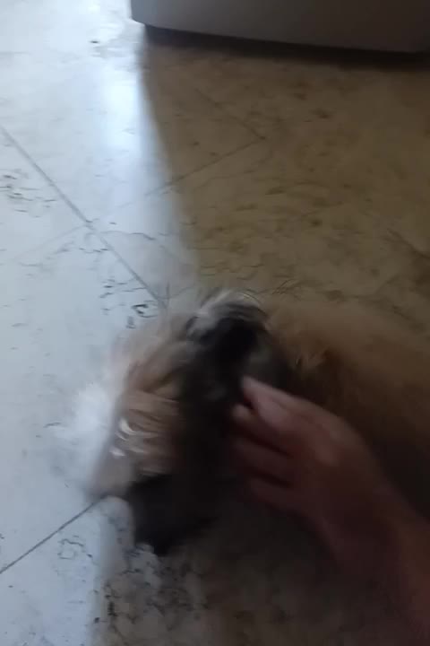 شیتزو 7ماهه واگذاری فوری شناسنامه دار|سگ|کرج, مهرویلا جنوبی|دیوار