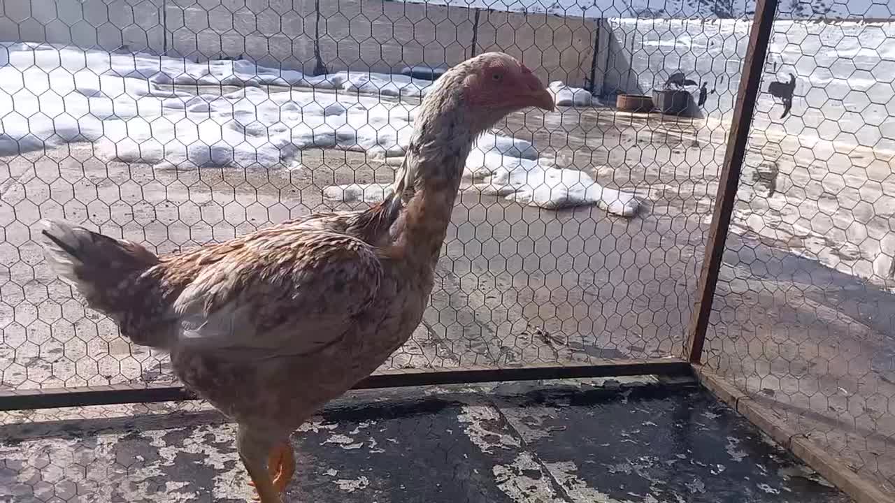 مرغ لاری|حیوانات مزرعه|پاوه, |دیوار