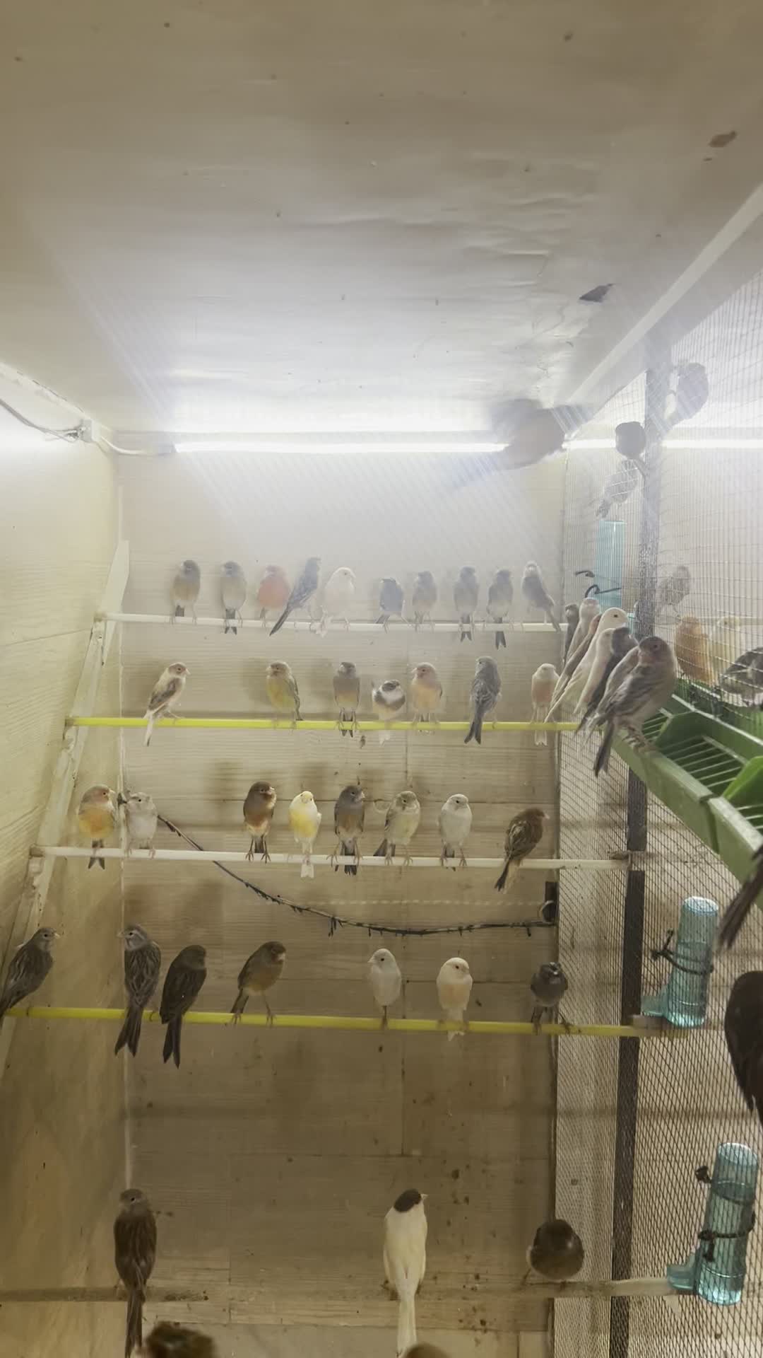 ۱۰۰عدد قناری مست|پرنده|ملایر, |دیوار