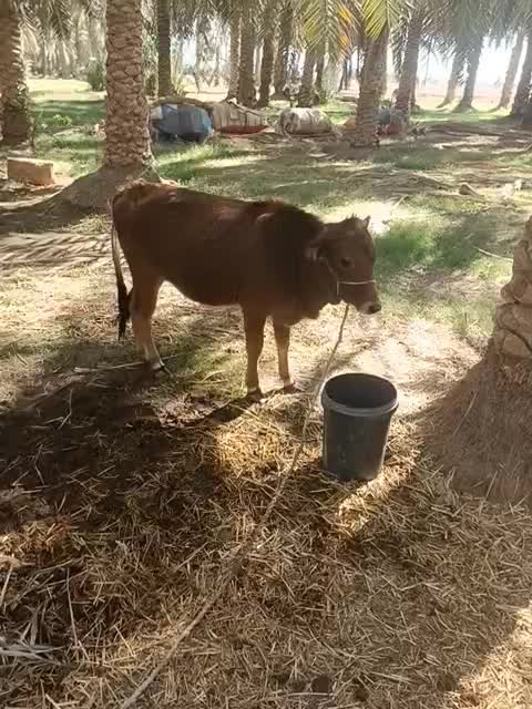 گوساله فروشی|حیوانات مزرعه|جازموریان, |دیوار