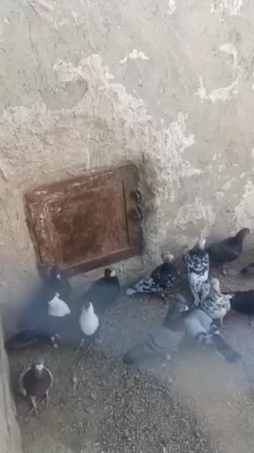 کبوتر فروشی|پرنده|سراوان, |دیوار