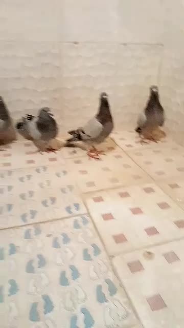 پلاکی|پرنده|بهبهان, |دیوار