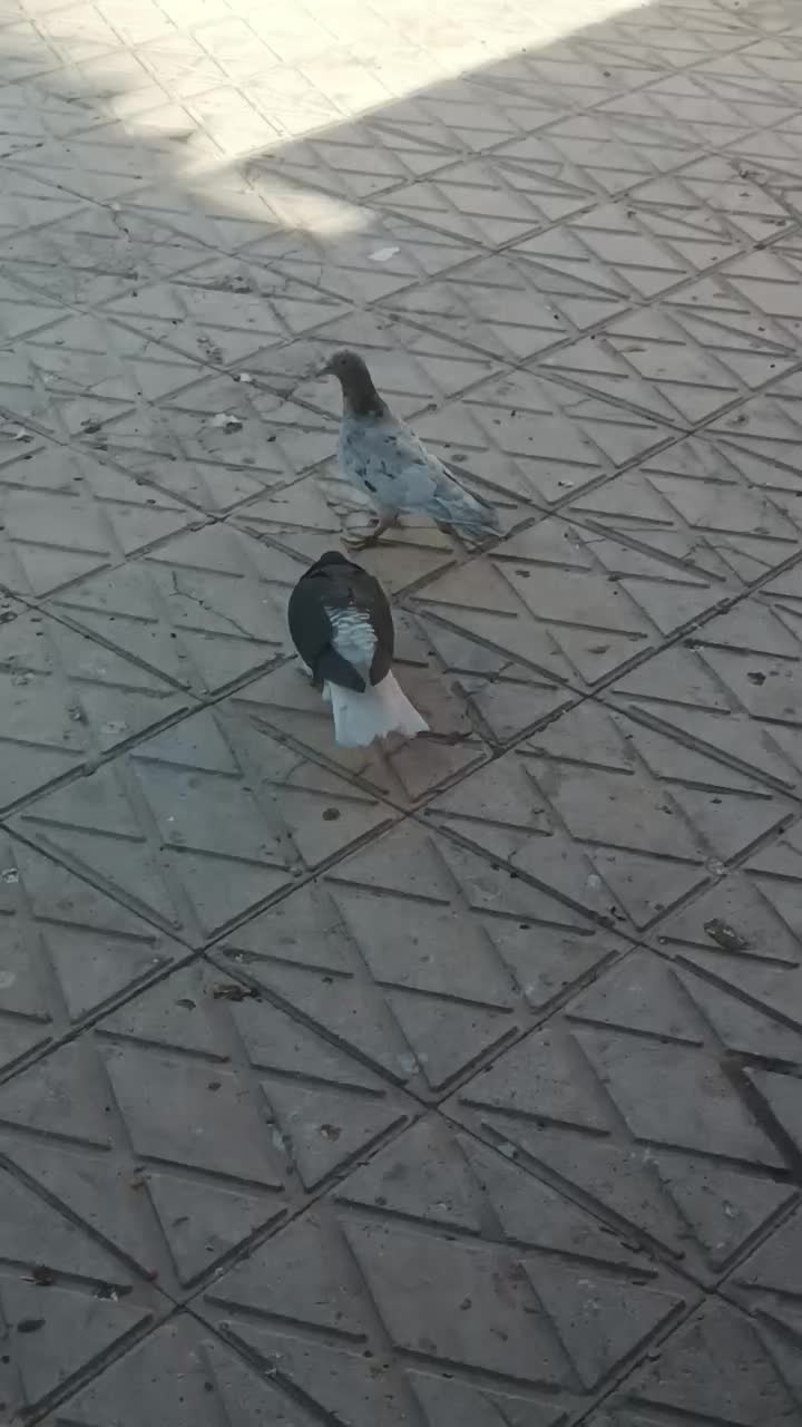 کبوتر|پرنده|فسا, |دیوار